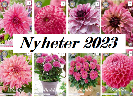 Dahlia Nyheter 2023