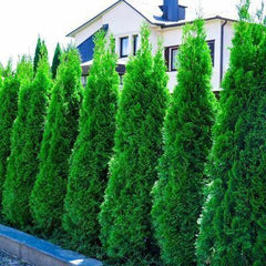 Thuja Smaragd - Svedberga Plantskola AB