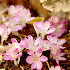 Tidlösa-Colchicum - Svedberga Plantskola AB