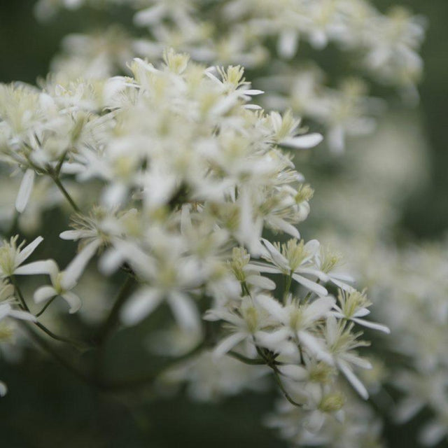 Vitalba- Clematis - Svedberga Plantskola AB