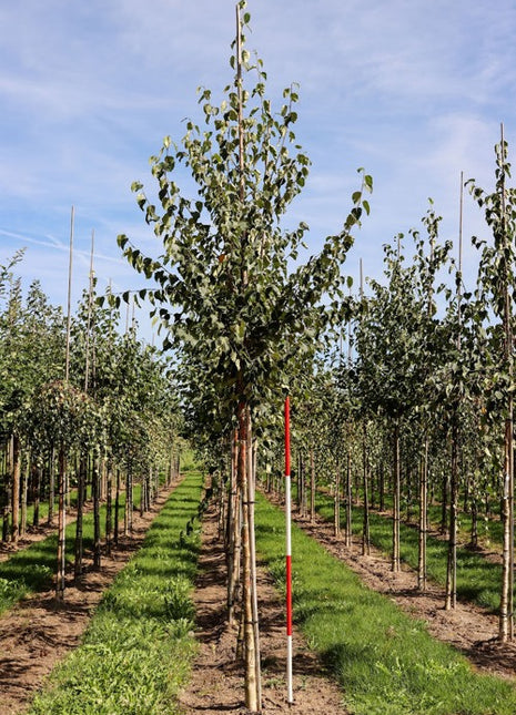 Betula ermanii 12-14HO