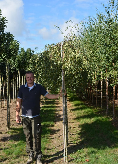 Betula pendula 'Youngii' 12-14 225ST W 