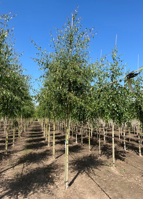 Betula pendula 'Crispa' 14-16HO 