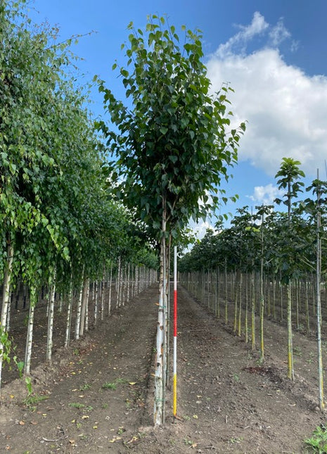 Betula albosinensis 'Fascination' 16-18HO COCO