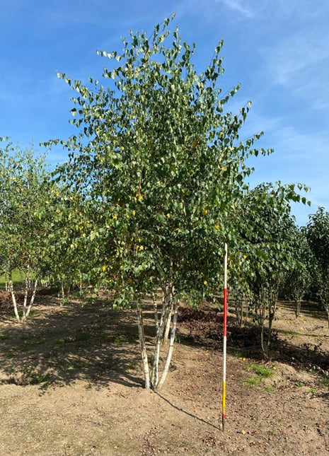 Betula pendula 400-450 MS COCO 