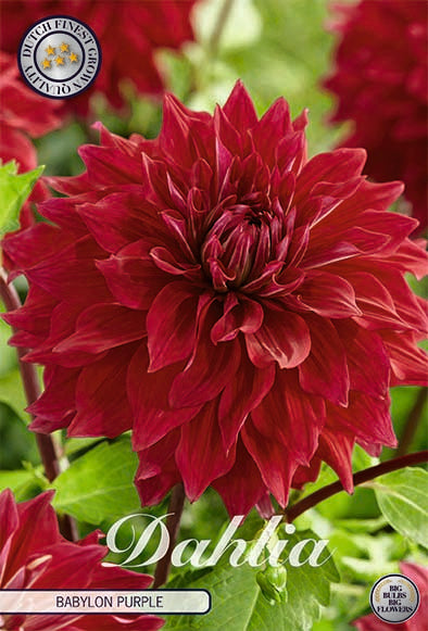 Dahlia Dekorativ Babylon Purple 1-pack NYHET