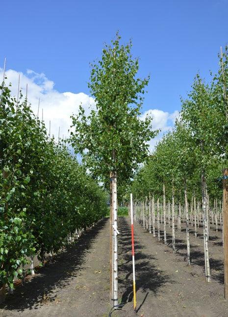 Betula pendula 'Zwitsers Glorie' 12-14HO 