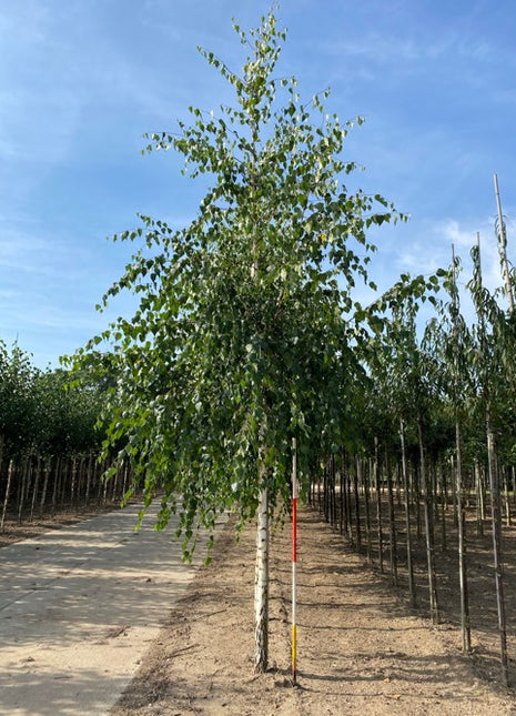 Betula pendula 18-20HO 