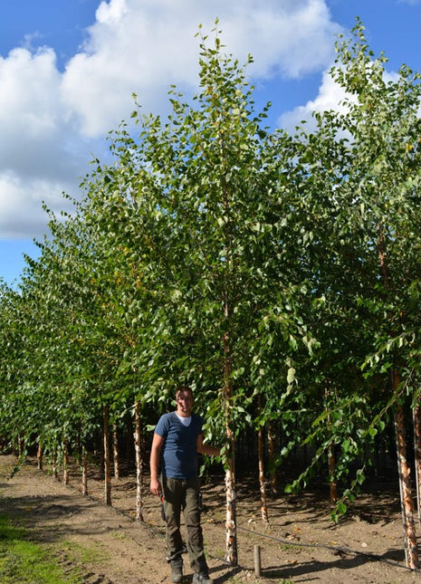 Betula nigra 18-20HO COCO 