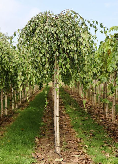 Betula pendula 'Youngii' 14-16 225STK 