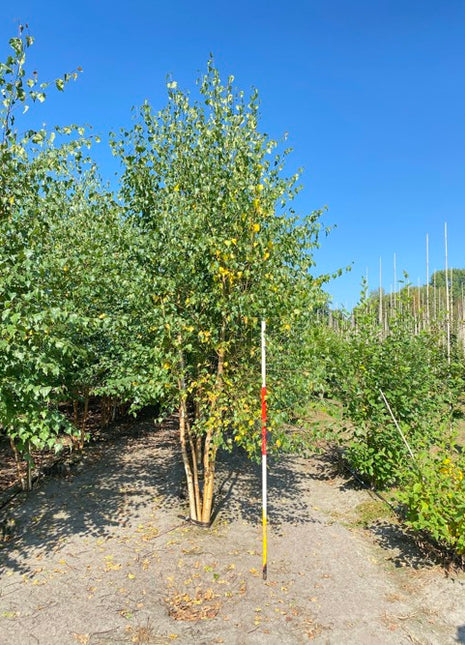 Betula pendula 350-400 MS COCO 