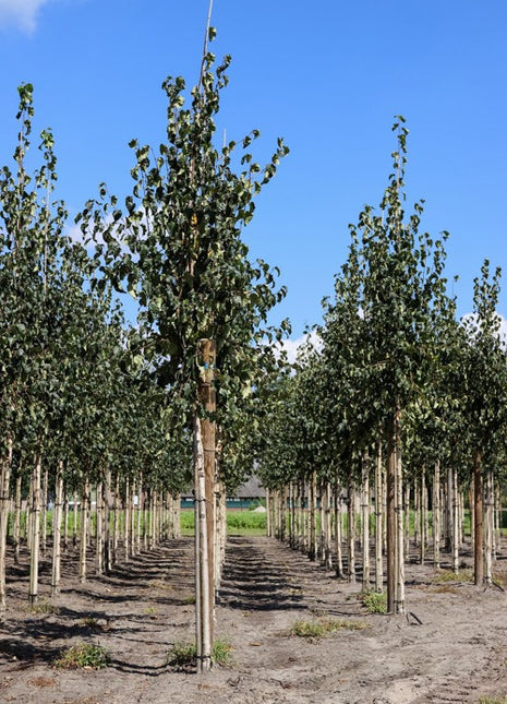 Betula ermanii 'Holland' 14-16HO COCO