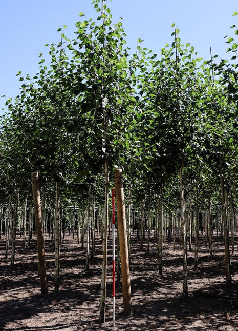 Betula utilis 'Jacquemontii' 16-18HO COCO 