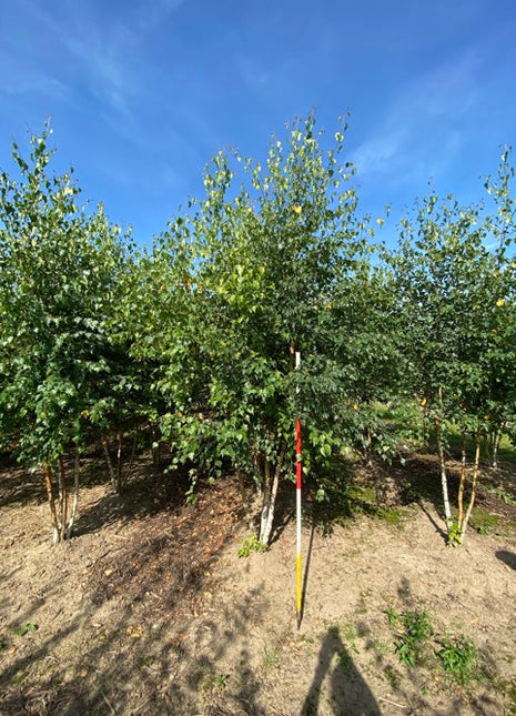 Betula pendula 250-300 MS DRKL 