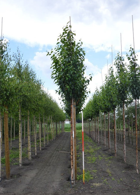 Betula albosinensis 'Fascination' 14-16HO