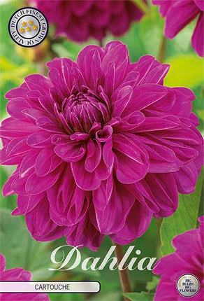 Dahlia Cartouche Dekorativ 1-pack NYHET