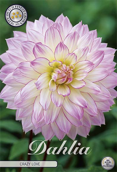 Dahlia Crazy Love Dekorativ 1-pack NYHET