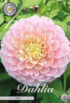 Dahlia Boll Opal 1-pack NYHET