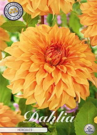 Dahlia Hercules Dekorativ 1-pack NYHET