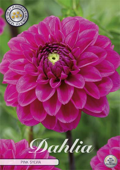 Dahlia Boll Pink Sylvia 1-pack NYHET