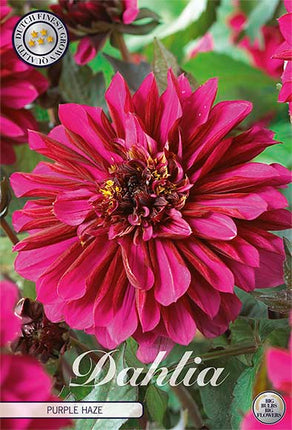 Dahlia Purple Haze Dekorativ 1-pack NYHET