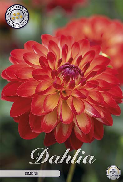 Dahlia Simone Dekorativ 1-pack NYHET