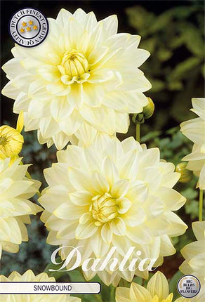 Dahlia Snowbound Dekorativ 1-pack NYHET