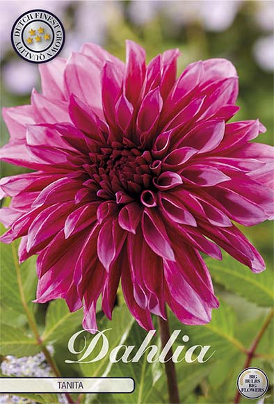 Dahlia Tanita Dekorativ 1-pack NYHET