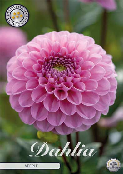 Dahlia Boll Veerle 1-pack NYHET