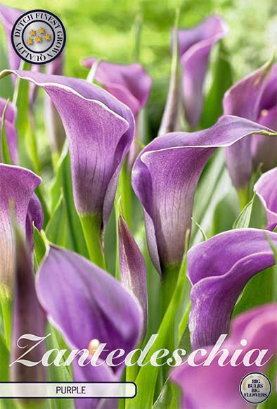 Zantedeschia Purple 1-pack