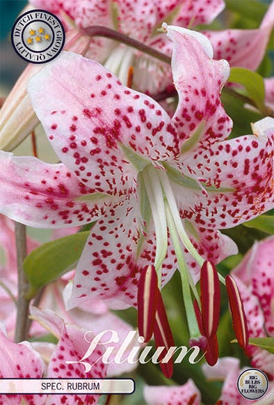 Praktlilja-Lilium Speciosum Rubrum 2-pack