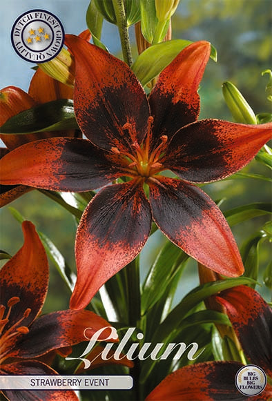 Asiatlilja-Lilium Asiatic Strawberry Event NYHET 2-pack