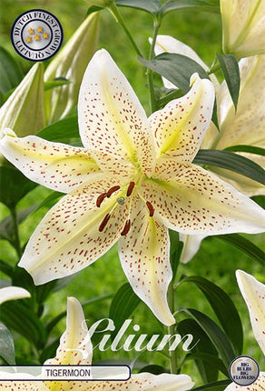 Lilja-Lilium Tigermoon NYHET 2-pack