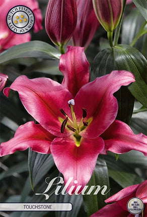 Orientalisk lilja-Lilium Oriental Touchstone 2-pack NYHET