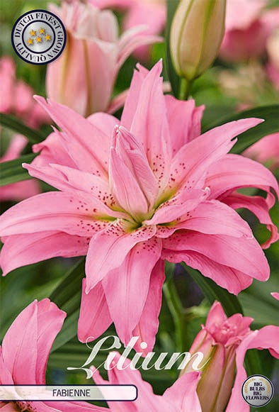 Orientalisk lilja-Lilium Oriental Fabienne 2-pack NYHET