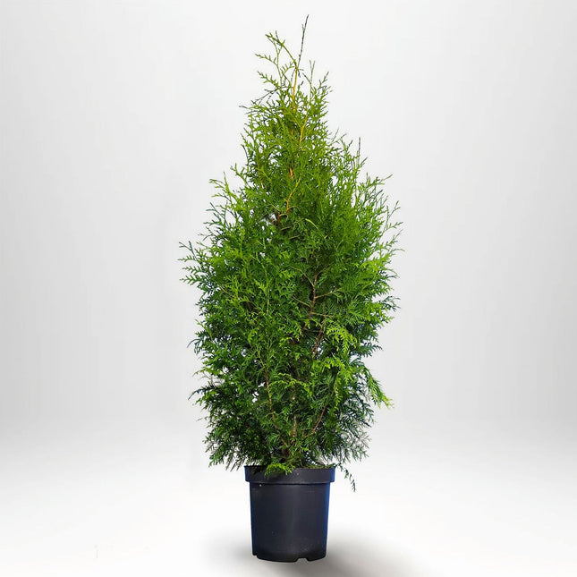 Thuja Brabant 60-80 cm, Co 5 » LQ