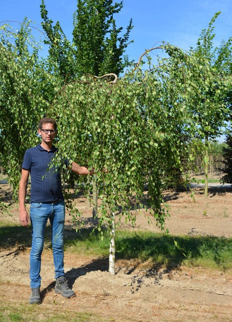 Betula pendula 'Youngii' 16-18HO 