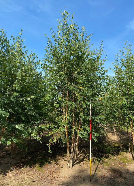 Betula pendula 300-350 MS COCO 