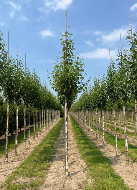 Betula albosinensis 'Fascination' 12-14HO