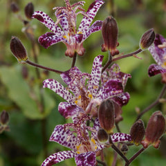 Taiwanskugglilja-Tricyrtis Formosana 2-pack