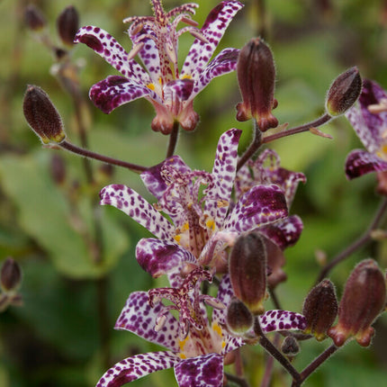 Taiwanskugglilja-Tricyrtis Formosana 2-pack