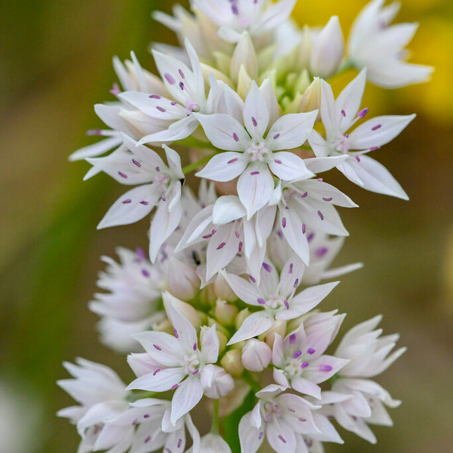 Allium 'Graceful Beauty' 5-pack