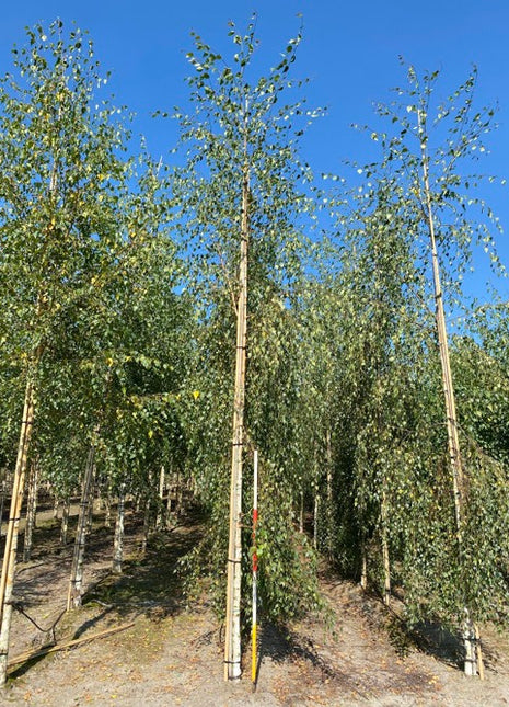 Betula pendula 'Tristis' 16-18HO 