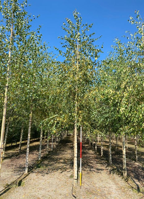 Betula pendula 16-18HO 