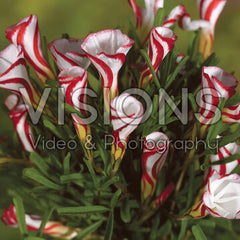 Polkagrisoxalis-Oxalis Versicolor 20-pack