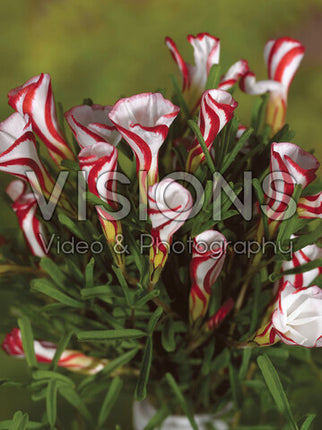 Polkagrisoxalis-Oxalis Versicolor 20-pack