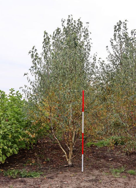 Betula pendula 'Crispa' 300-350 MS 