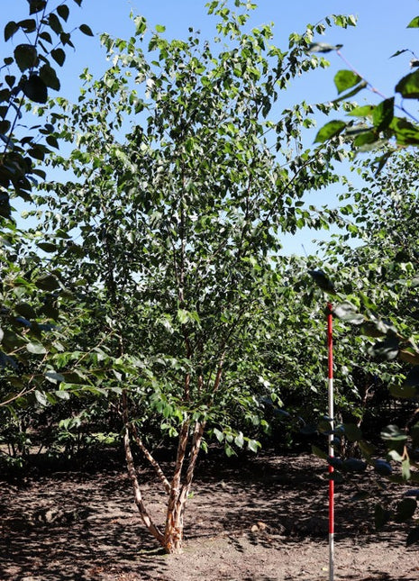 Betula nigra 400-450 MS COCO 