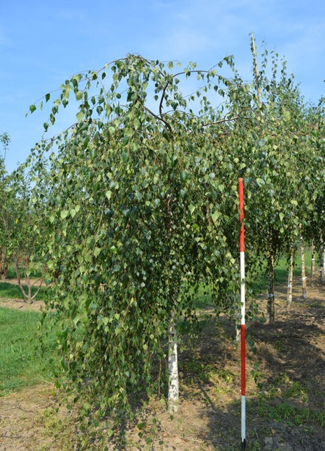 Betula pendula 'Youngii' 18-20HO 