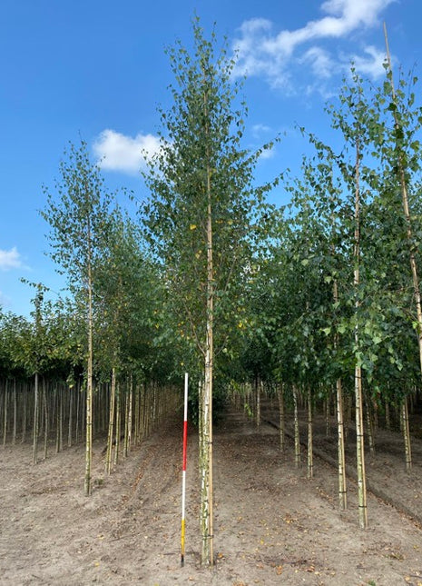 Betula pendula 14-16HO 